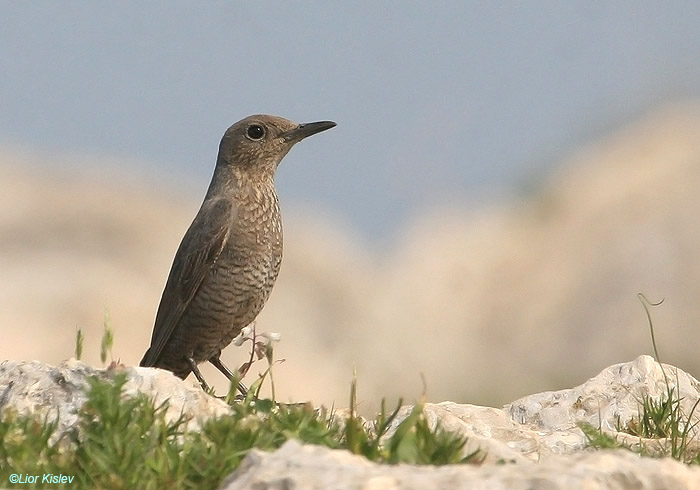     Blue Rock-Thrush Monticola solitarius                          ,  2009.: .